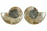 Cut & Polished Crystal-Filled Ammonite Fossil - Madagascar #354159-1
